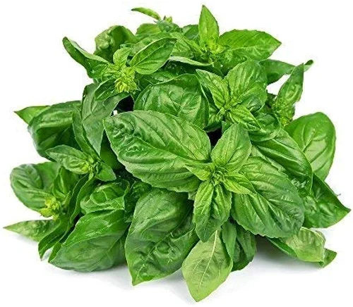 Basil (Tulsi) hover