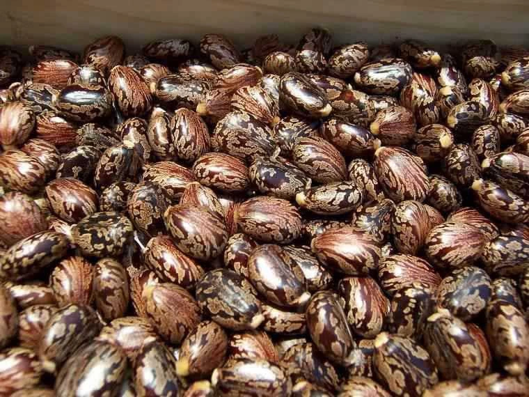Castor Seed (Arandee) Hover